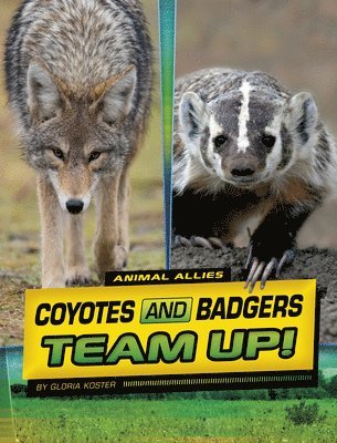 Gloria Koster - Coyotes and Badgers Team Up!, Inbunden
