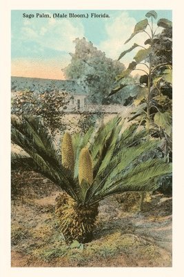 Vintage Journal Cycad, Sago Palm, Florida 1