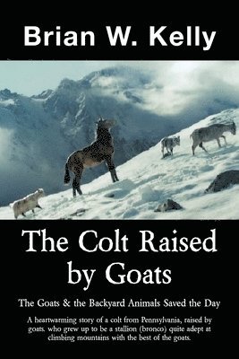 Colt Raised by Goats