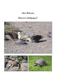 bokomslag Discover Galpagos!