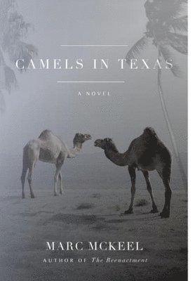 Camels in Texas