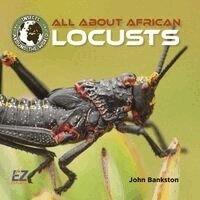 John Bankston - All about African Locusts, Inbunden