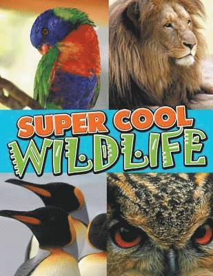 bokomslag Super Cool Wildlife