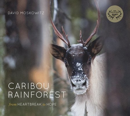 Caribou Rainforest: From Heartbreak to Hope 1