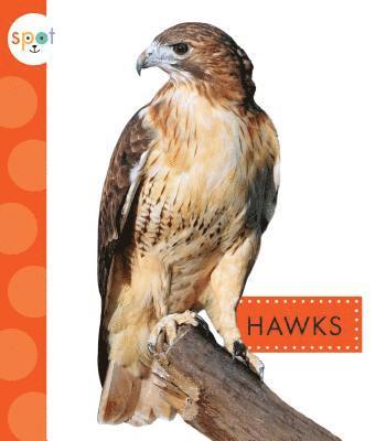 bokomslag Hawks