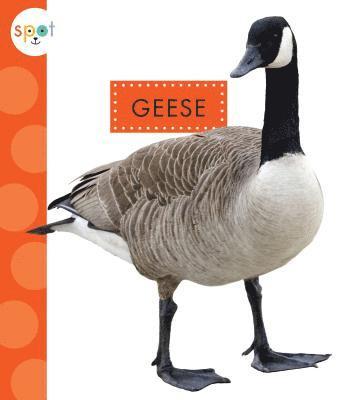 bokomslag Geese