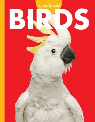 Jill Sherman - Curious about Birds, Inbunden