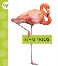 bokomslag Flamingos