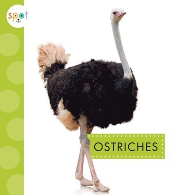 bokomslag Ostriches