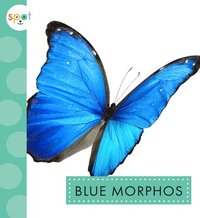 bokomslag Blue Morphos