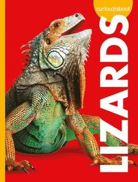 bokomslag Curious about Lizards
