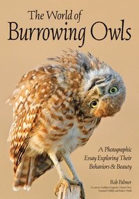 bokomslag Burrowing Owls