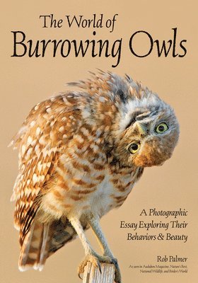 Burrowing Owls 1