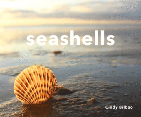 Seashells 1