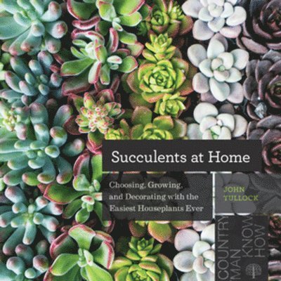 Succulents at Home 1