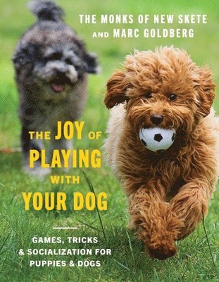 The Joy of Playing with Your Dog 1