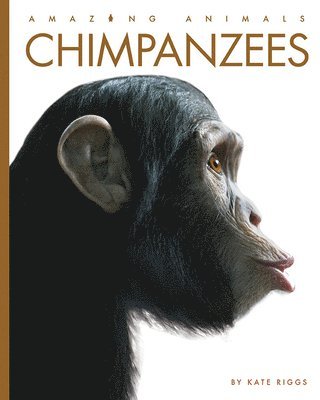 Chimpanzees 1