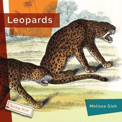 Leopards 1