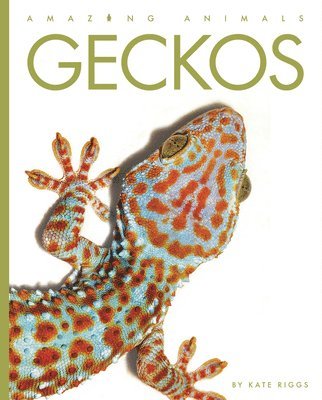 bokomslag Geckos