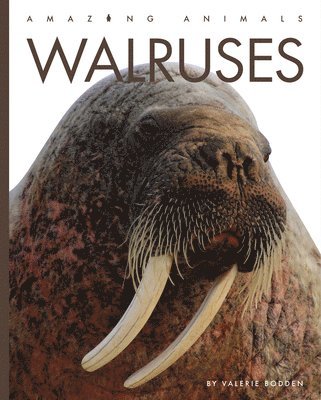 bokomslag Walruses