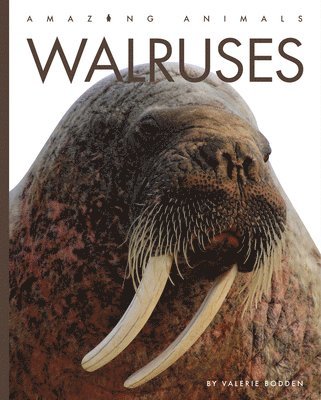 Walruses 1