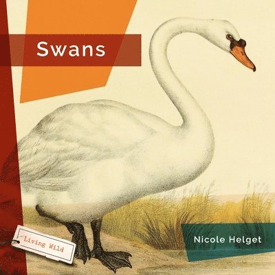 Swans 1