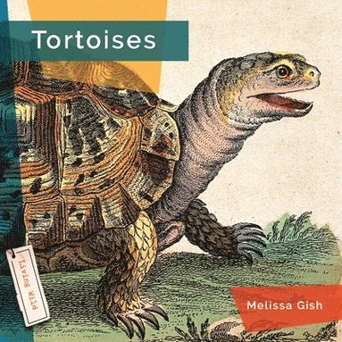 bokomslag Tortoises