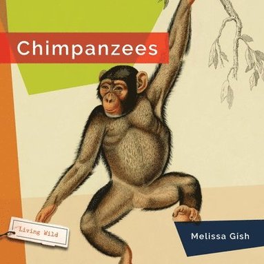 bokomslag Chimpanzees