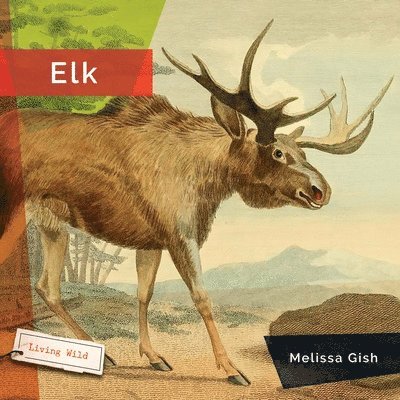 Elk 1