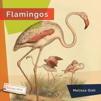 bokomslag Flamingos