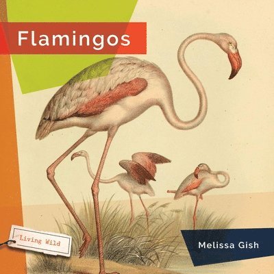 Flamingos 1