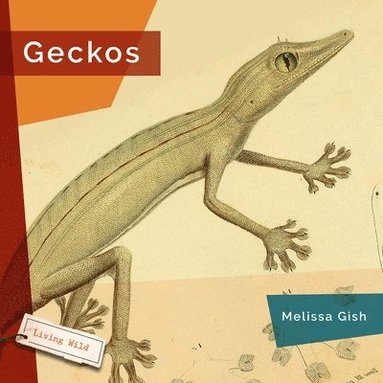 bokomslag Geckos