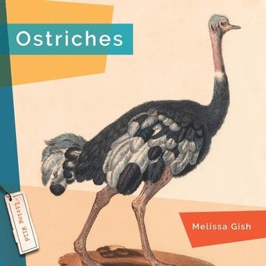 bokomslag Ostriches