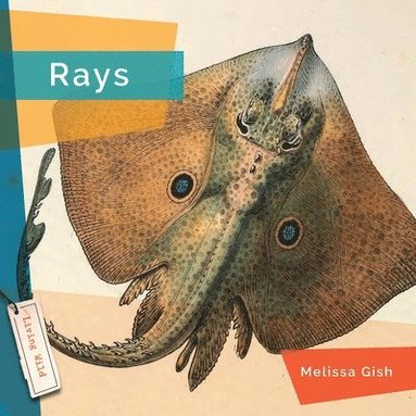 bokomslag Rays