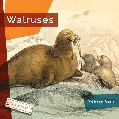 Walruses 1