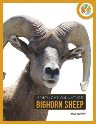 bokomslag Bighorn Sheep