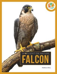 bokomslag Falcon