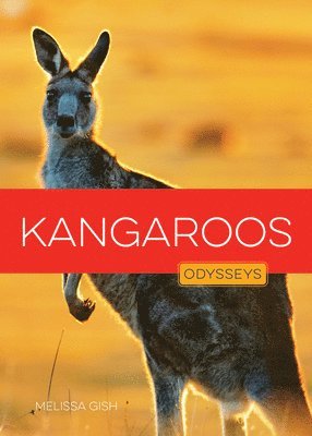 bokomslag Kangaroos