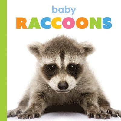 Baby Raccoons 1