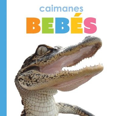 bokomslag Caimanes Bebés