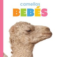 bokomslag Camellos Bebés