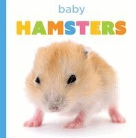 Baby Hamsters