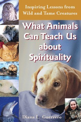 What Animals Can Teach Us About Spirituality 1