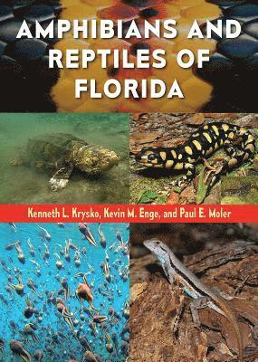 bokomslag Amphibians and Reptiles of Florida