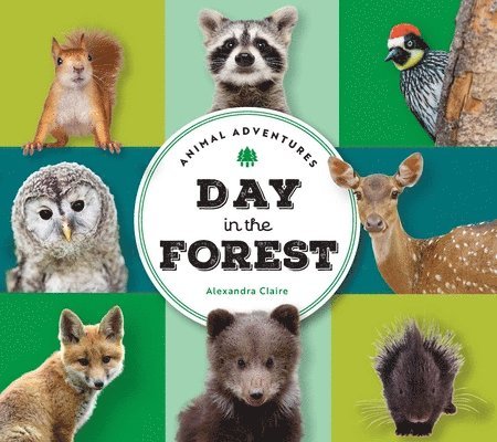 Animal Adventures: Day in the Forest 1