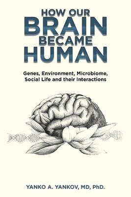 bokomslag How Our Brain Became Human