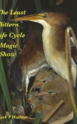 Least Bittern Life Cycle Magic Show
