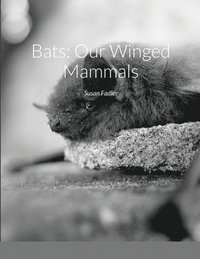 bokomslag Bats