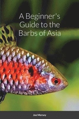 bokomslag Beginner's Guide to the Barbs of Asia