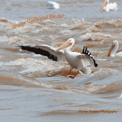 We're Collegial Birds!